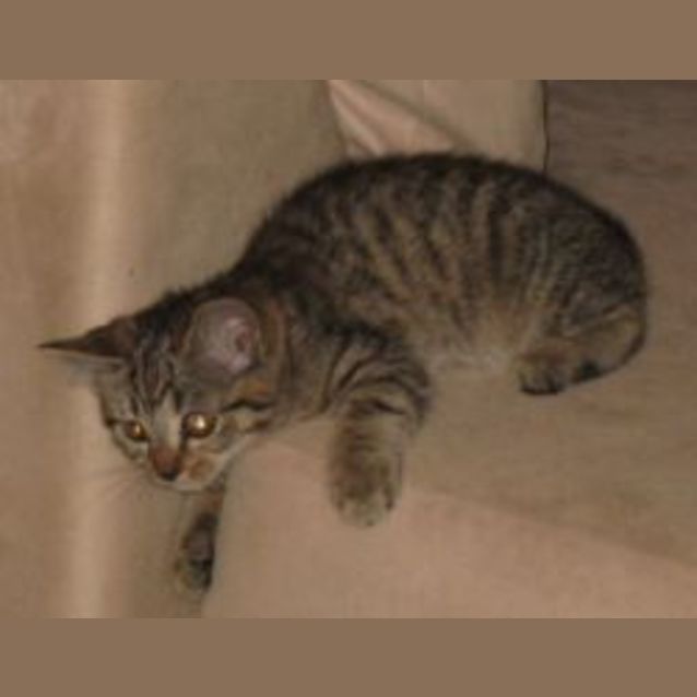 Photo of Vampie