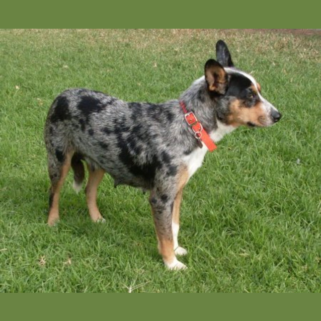 Photo of Roxy Adopted