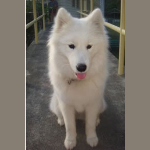 Photo of Biscuit