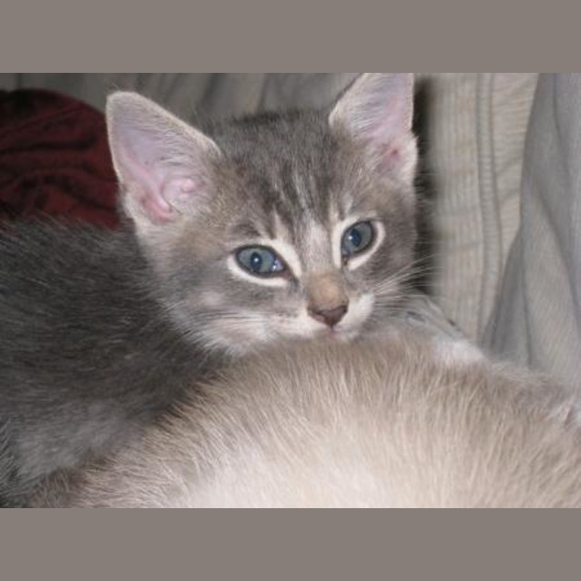 Photo of Boomer