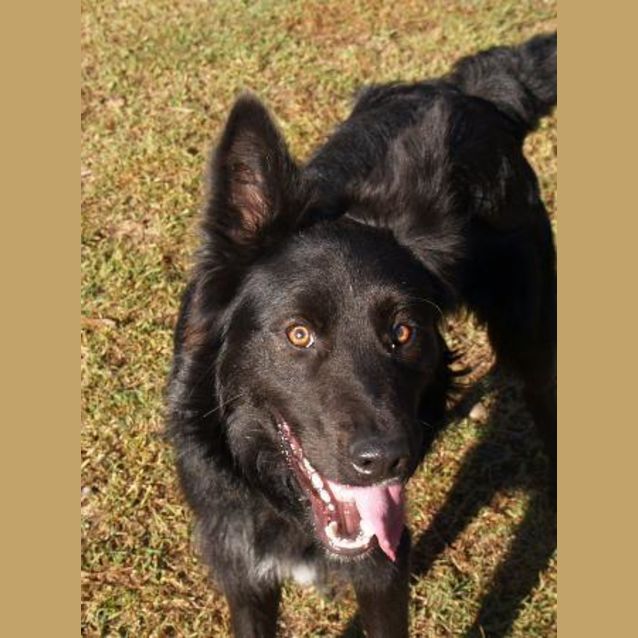 Photo of Jasper     Our Active Ball Player, Agility, Tracki