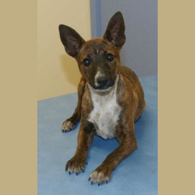 Photo of Banjo