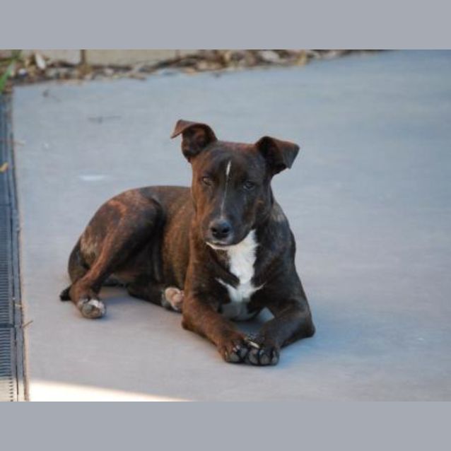 Photo of *Adoption Pending* Nero