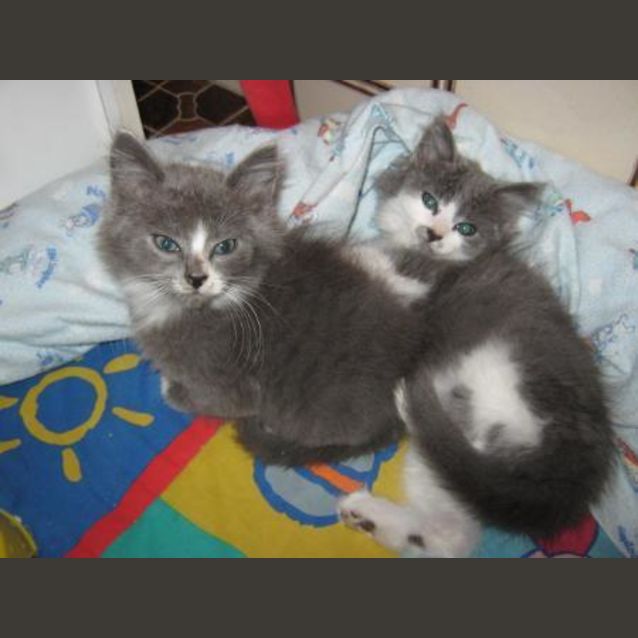Photo of Unnamed Kittens