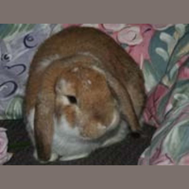 Photo of Pedro