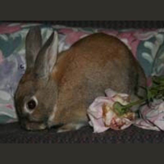 Photo of Pepper