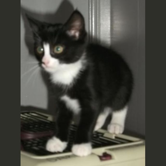 Photo of Bindi