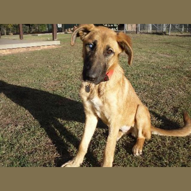 Photo of Faith ( On Hold Pending Adoption)
