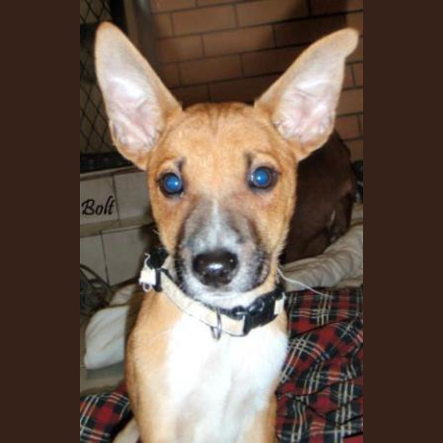 Photo of Bolt
