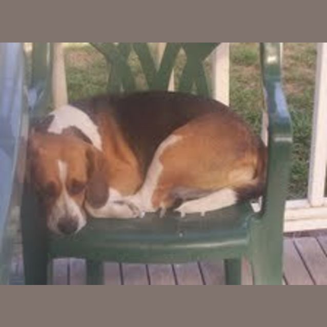 Photo of Junior (On Trial)