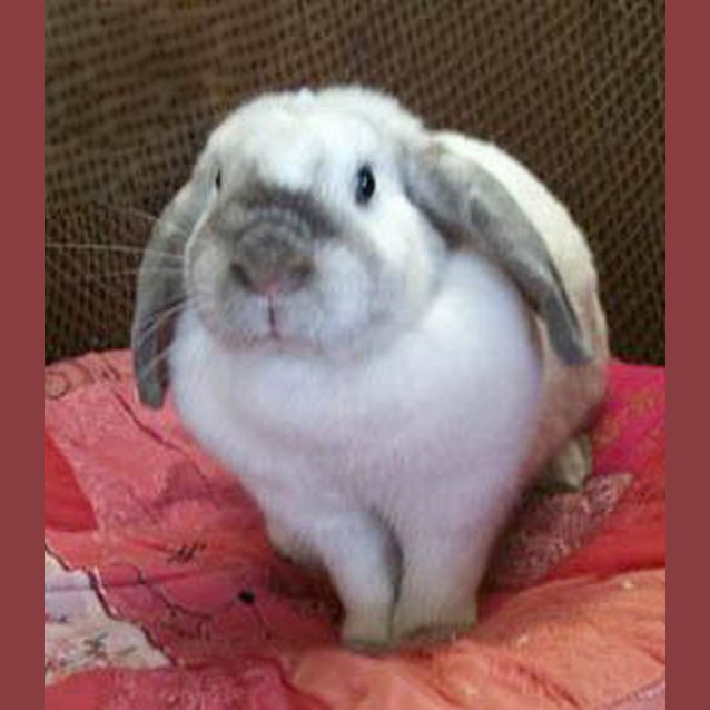 Photo of Snowy  Vaccinated  On Hold