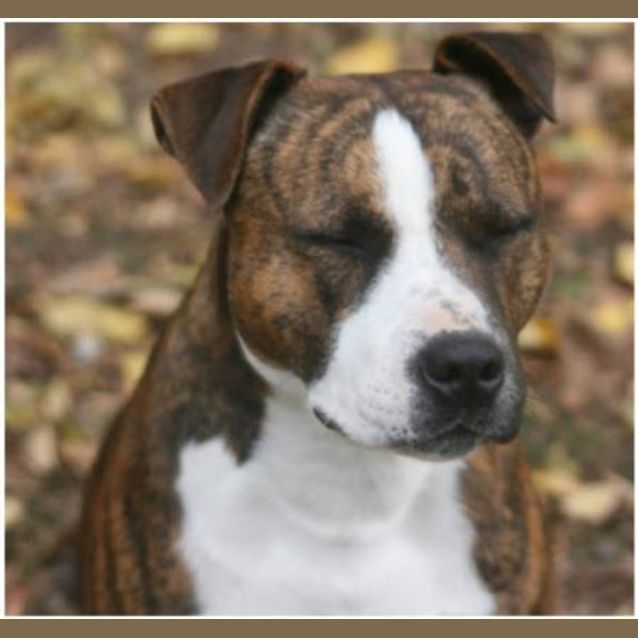 Photo of Bronco