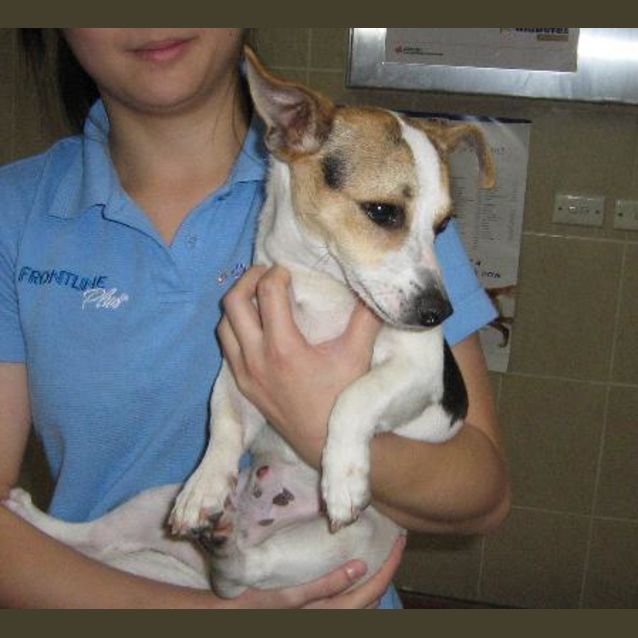 Photo of Toby  **Now Adopted**