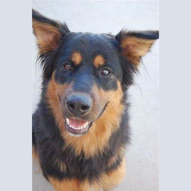 Photo of Ellie   On Hold Pending Adoption