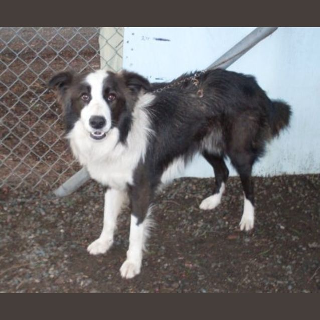 Photo of Blaze