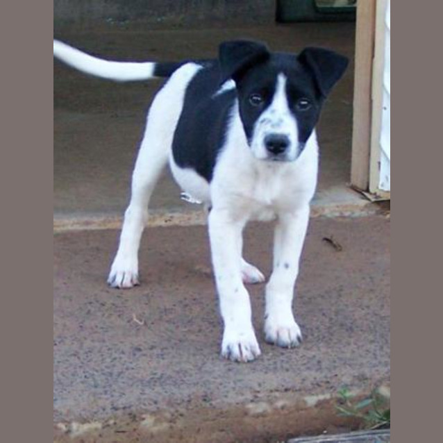 Photo of Manny Adopted