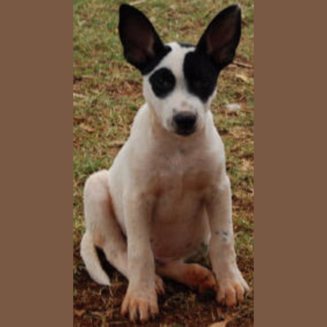 Photo of Bandit