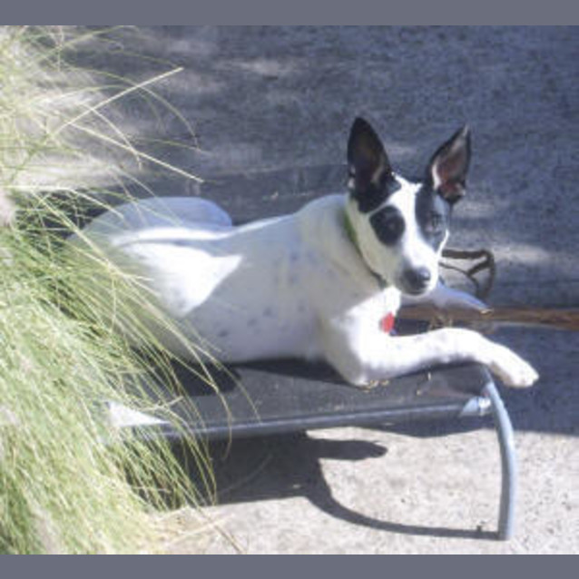 Photo of Bandit