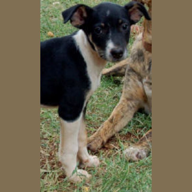 Photo of Pepita