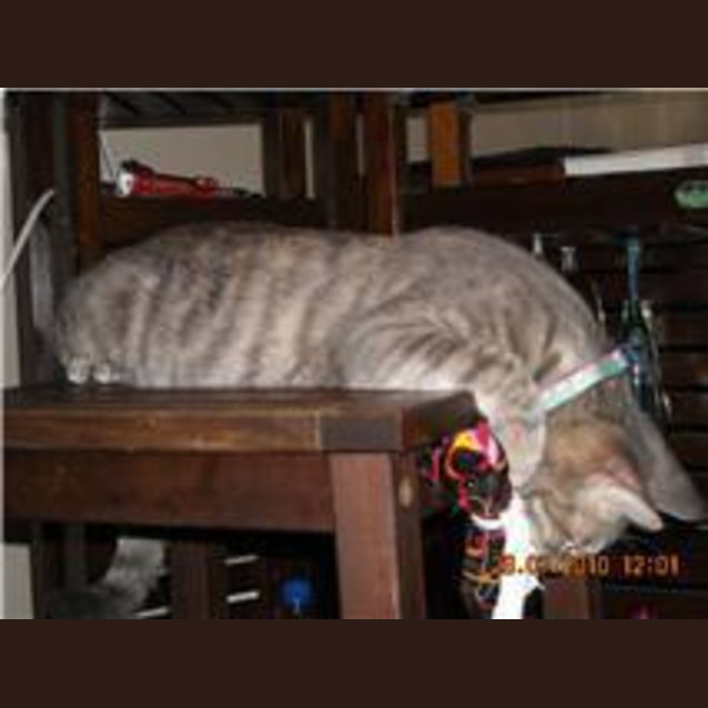 Photo of Flick
