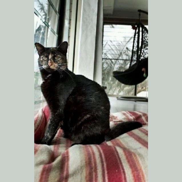 Photo of Chelsea