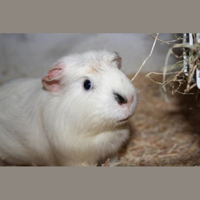 Photo of Honey