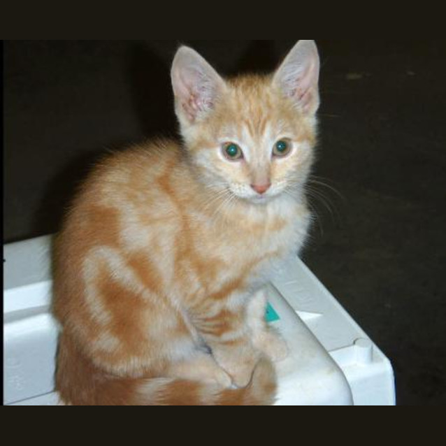 Photo of Marley