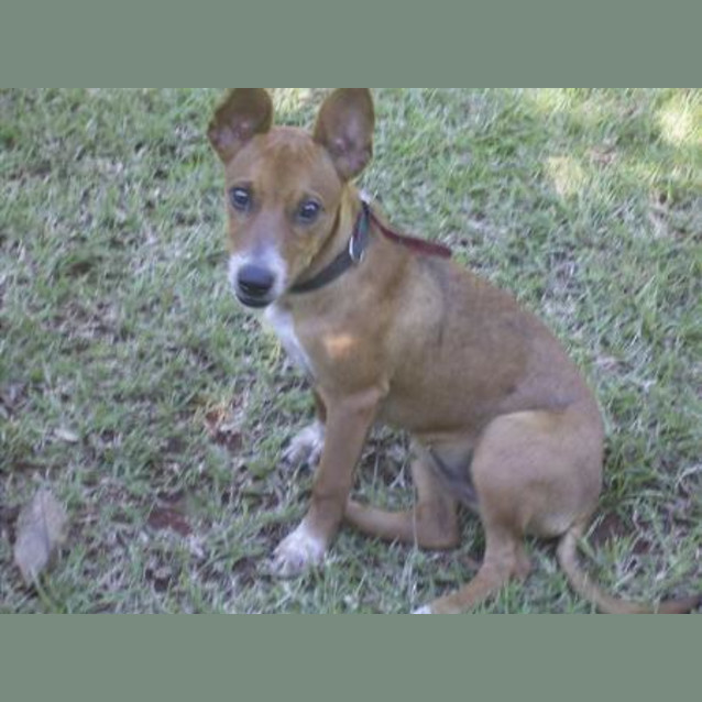 Photo of Bindi