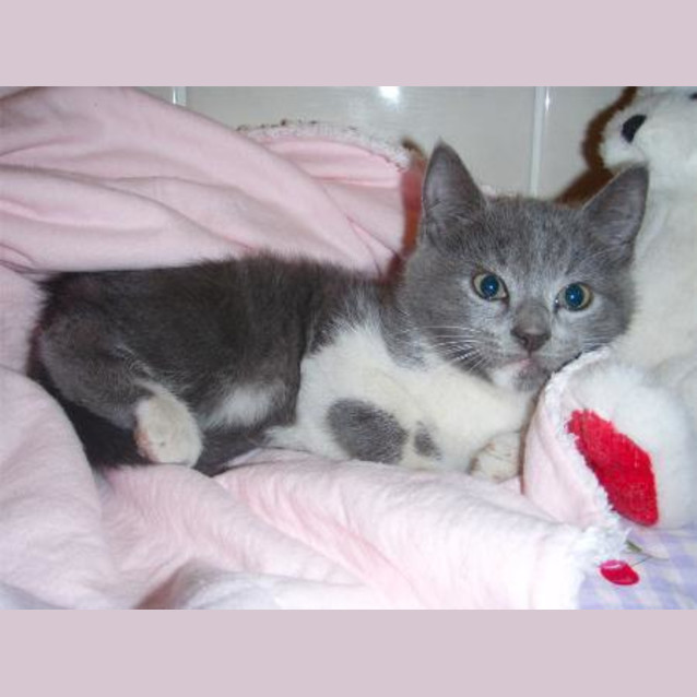 Photo of Cooper