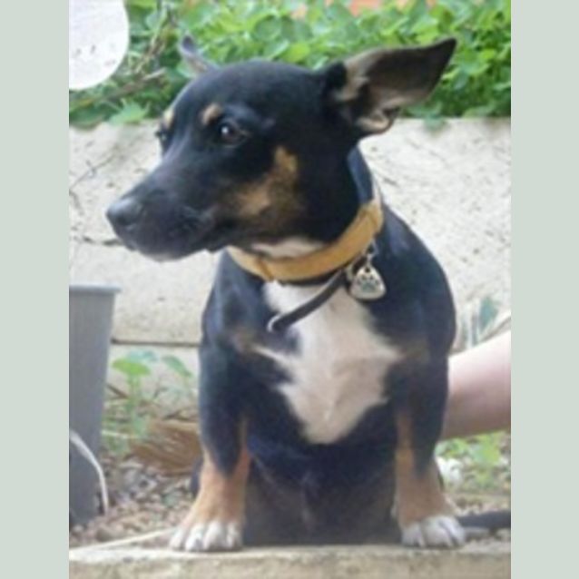 Photo of Tank (Tag D1505) *Adopted*
