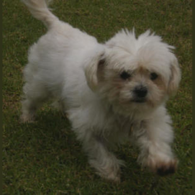 Photo of Owen