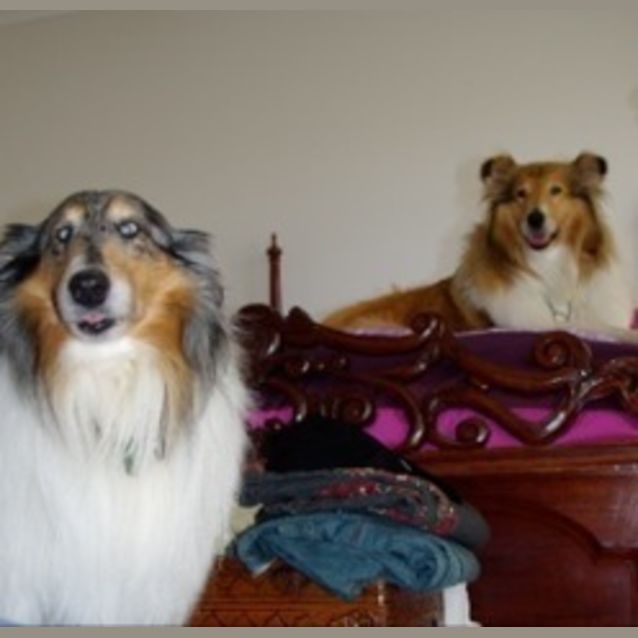 Photo of Shelby And Daz **** On Hold****