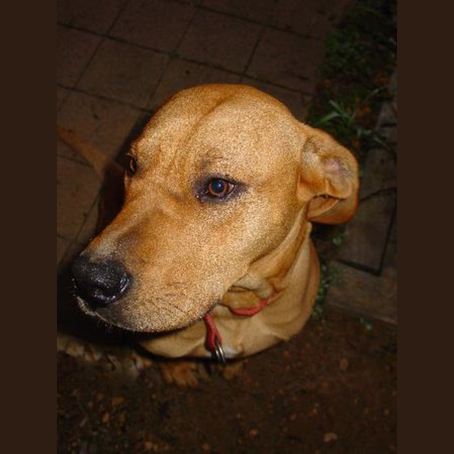 Photo of Rufus