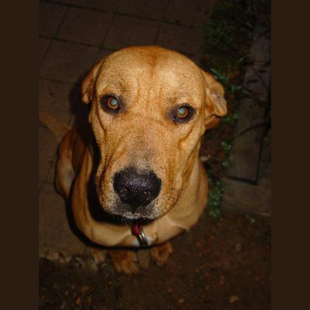 Photo of Rufus