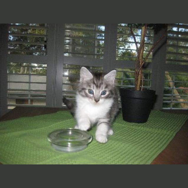 Photo of Toby