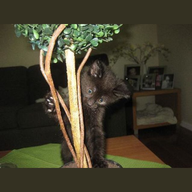 Photo of Coco