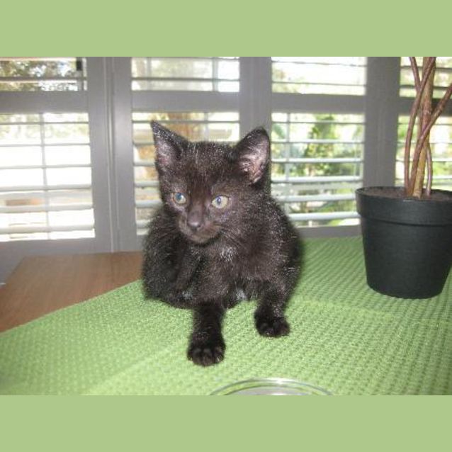 Photo of Coco