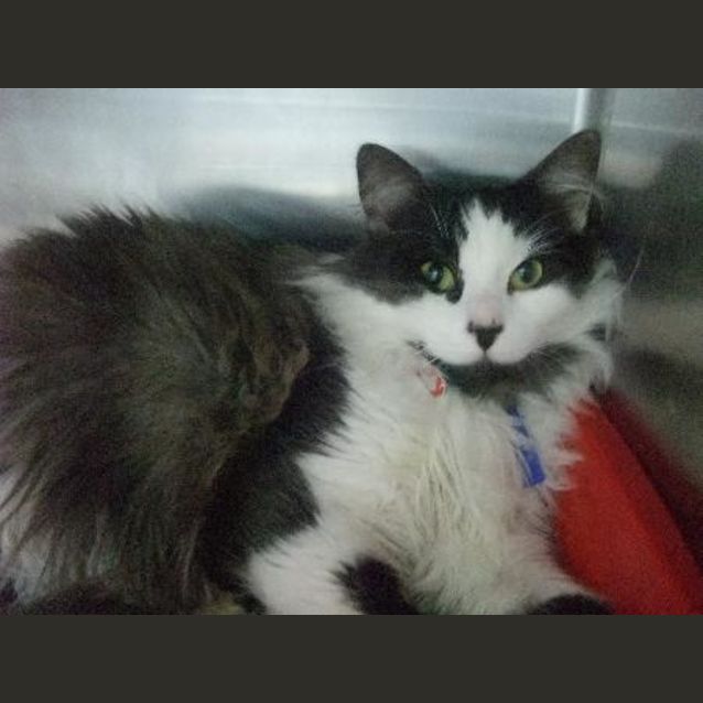 Photo of C5898 "Gus"