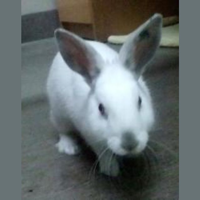 Photo of W2197 "Stewie Mcrabbit"