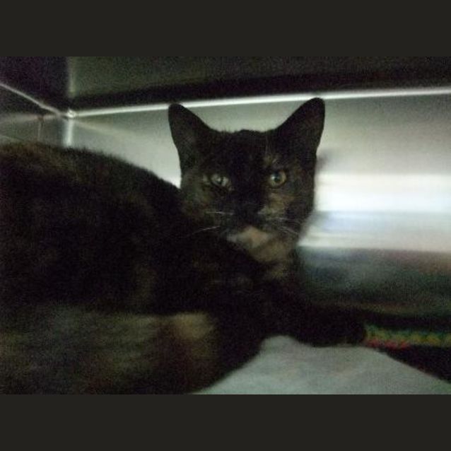 Photo of C7635 "Ruby"