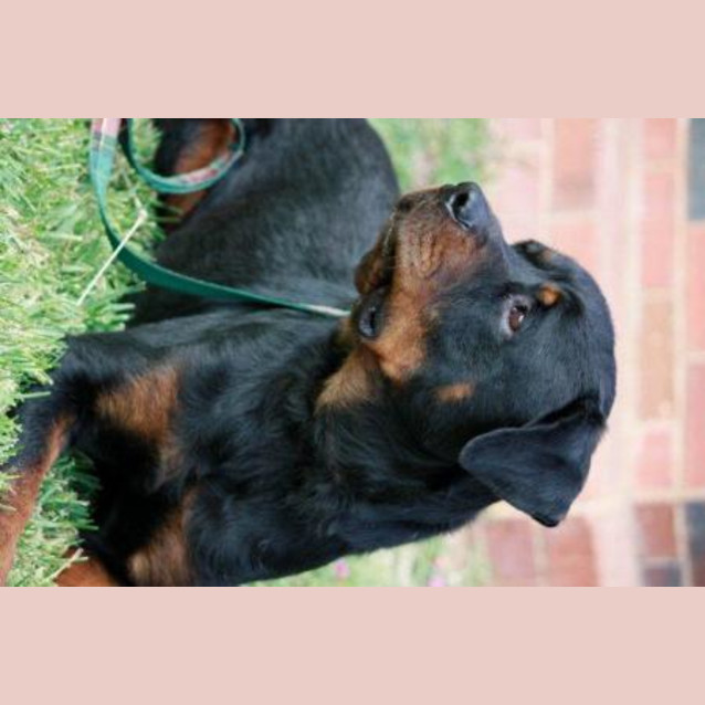 Photo of Storm/Adoption Pending