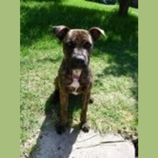 Photo of Tyson