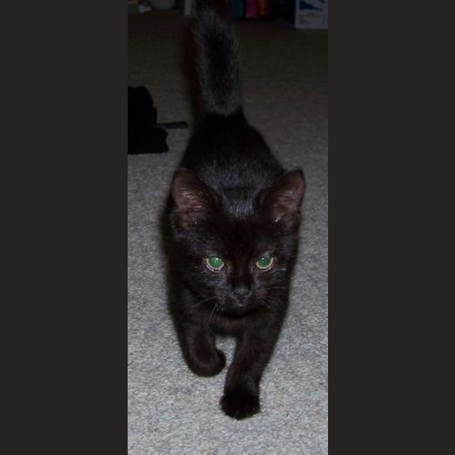 Photo of Tonic