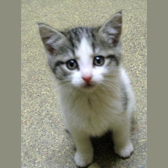 Photo of Kitten 3