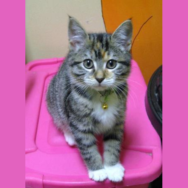 Photo of Kitten 4