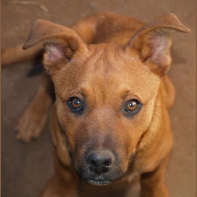 Photo of Rocky