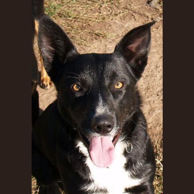 Photo of Makka   Adoption Pending