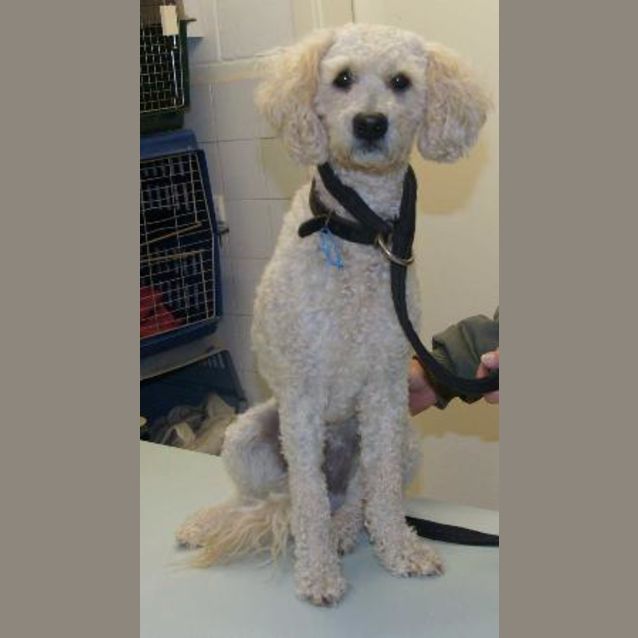 Photo of Archie