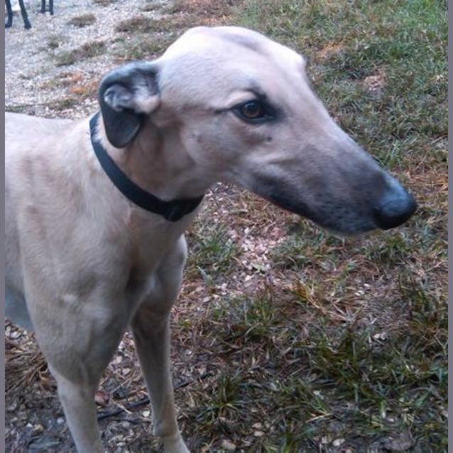 Photo of Henry