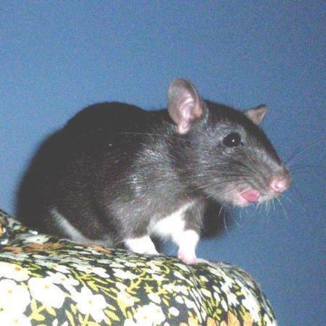 Photo of Frankie